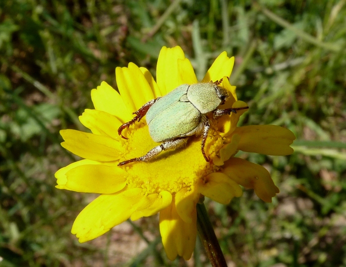 Oplia caerulea? No, Oplia cf. pubicollis